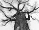 "Old Man in the Tree"