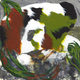 "Panda in the Grass"