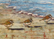 "Shore Birds: Three in a Row"