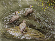 "Three Ducks"