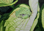"Tree Frog on Hosta Leaf"