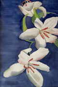 "White Lilies'"