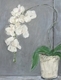 "White Orchid"